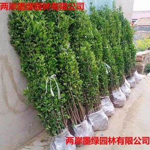 Hokkaido Boxwood Upright Large-Leaf Holly Courtyard Greening Fence Plant All-Season Evergreen Cold-Resistant Small Free Shipping