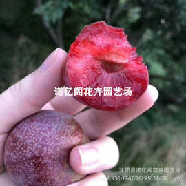 三华李子树苗嫁接李树早熟晚熟南北方广东钱排红心果树种植新品种