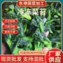 即食定制新鲜脱水菜苔