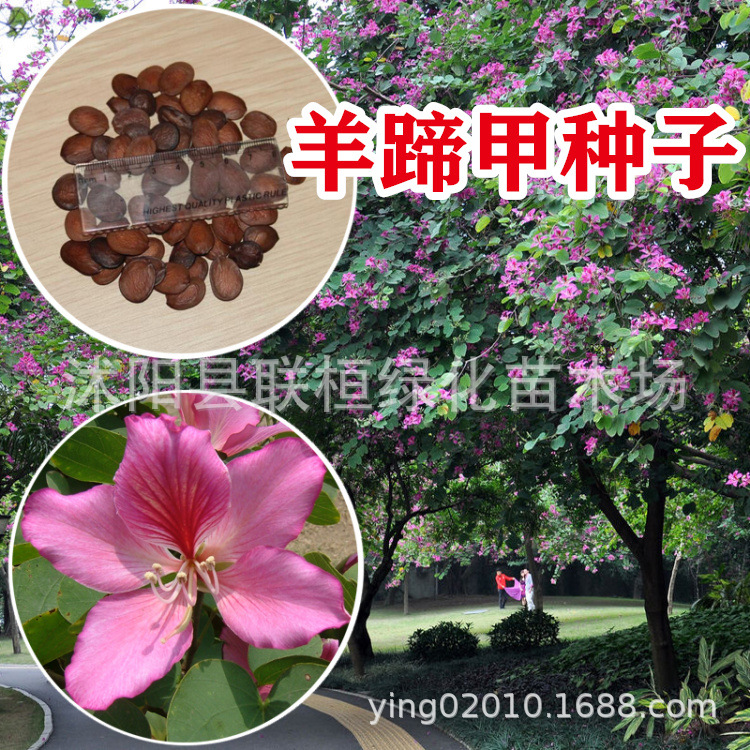 出售羊蹄甲种子 紫荆种子 玲甲花种子洋紫荆种子香港市花花树种子