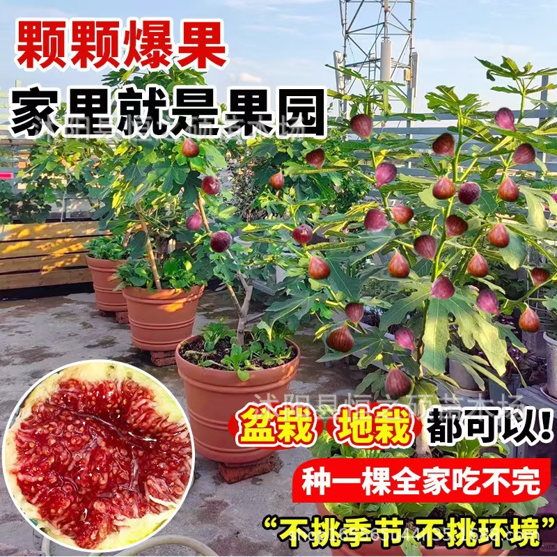 基地直发无花果树苗南方北方种植波姬红无花果苗规格齐全当年挂果