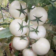 白钻石番茄种子白色番茄种籽白色西红柿特色蔬菜种子