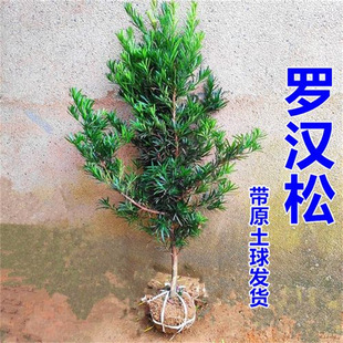 Podocarpus Sapling Bonsai Small Leaf Sparrow Tongue Outdoor Courtyard Potted Ground Planting Large Tree Shape Tree Stump Precious Greening Seedlings