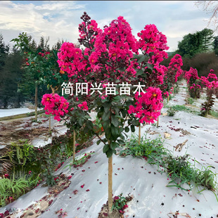 �������l�G����ޱ����t����ޱ����ռt����t�����ޱ��������ޱ