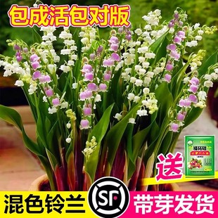 Strong-Scented Lily of the Valley Seedlings Bloom in All Seasons with Buds, Buds, Roots, Green Plant Bulbs, Potted Florals That Are Resistant to Cold and Heat