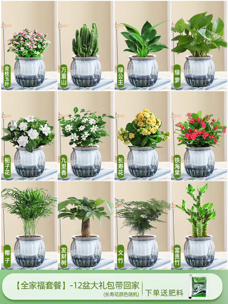 [가족사진패키지] 집에 가져갈 화분 12개 선물팩