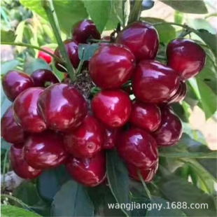 ��������Ҙ��� ���_˹8̖������ �ϱ����Nֲ����Ժ�����ҹ���