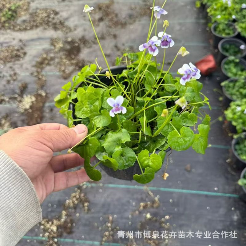 熊猫堇盆栽花卉花境花园多年生地被植物长势迅速开花不断