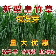 新型皇竹草种子巨菌草种子多年生牧草种子鸡鸭鹅猪牛羊鱼王草种籽