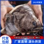 代发冷冻商用水产鱼头