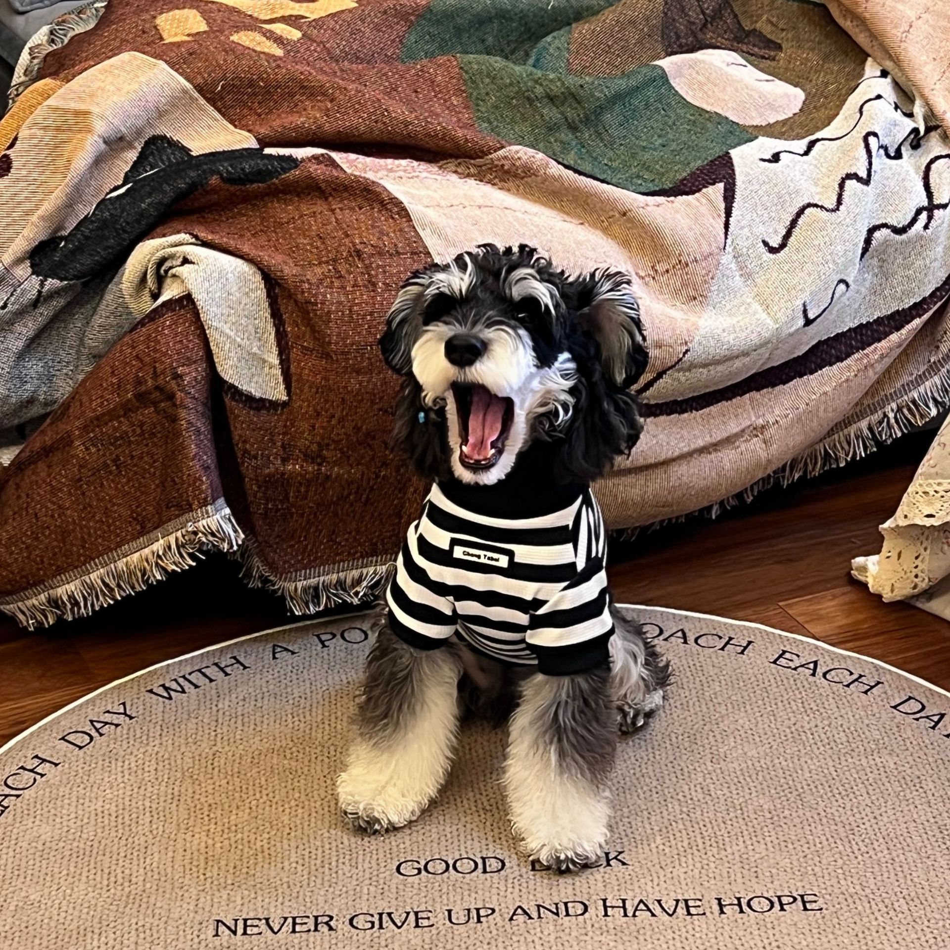 Striped Pet Clothing Image 2