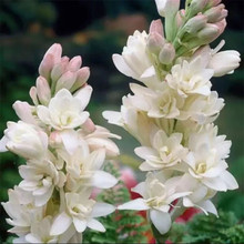 花友中梦晚香玉夜来香花苗浓香型多年生植物室内外庭院花卉 白色