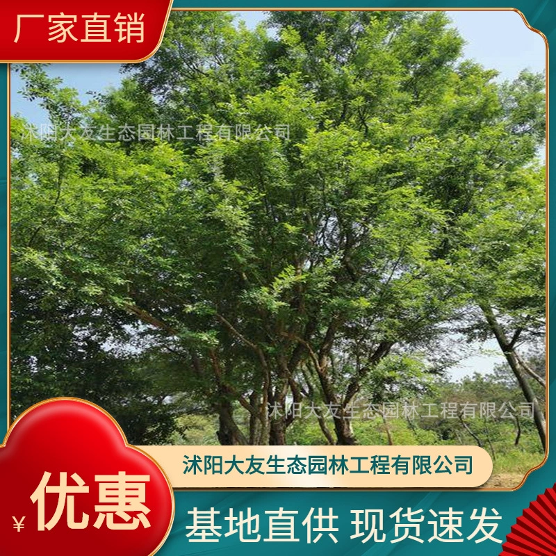 База Оптовая Продажа Саженцы деревьев Лангю Самодельный район Ландшафтный дизайн Дорога Сад Инженерия Озеленение Саженцы