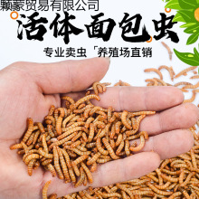����x���x�S���x�}��ü�B�˸猙�����ϐ�����~�B�Z�����x
