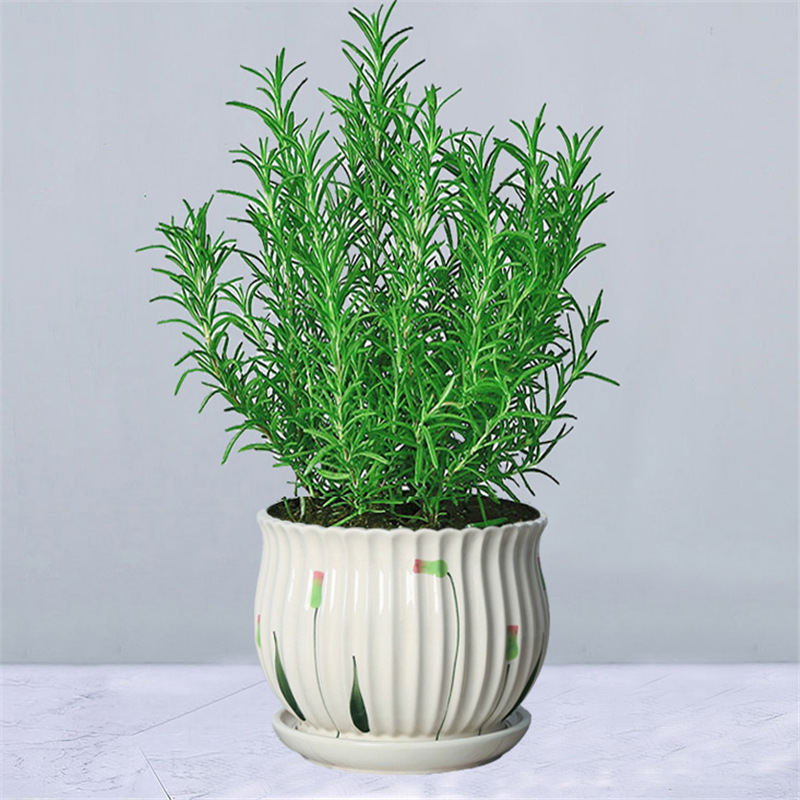 로즈마리 모종 1화분(연꽃 도자기 화분) + 영양액