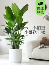 天堂鸟客厅植物室内大盆栽大型真绿植办公乔迁公司落地花卉鹤望兰