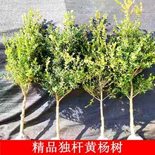 һ�����lС�~�S����S���������S���綬����G����ͥԺ�e��С