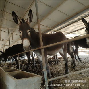 ��ô�B���H ���������H���w�H��һ����� �����H�Bֳ����