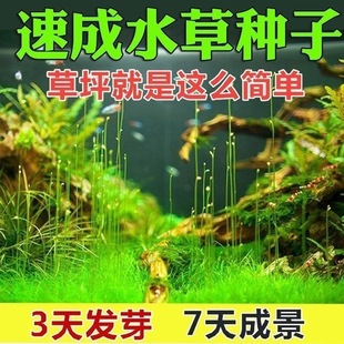 Aquatic Plant Seeds Size to Leaf Oxgrass Bowl Lotus Seeds Underwater Rapid Germination Potted Green Plant Flower Seeds