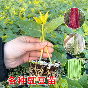 �������ȫ����ܿ���ļ����������߲��L�ļ����߮a����N���Ϸ��N