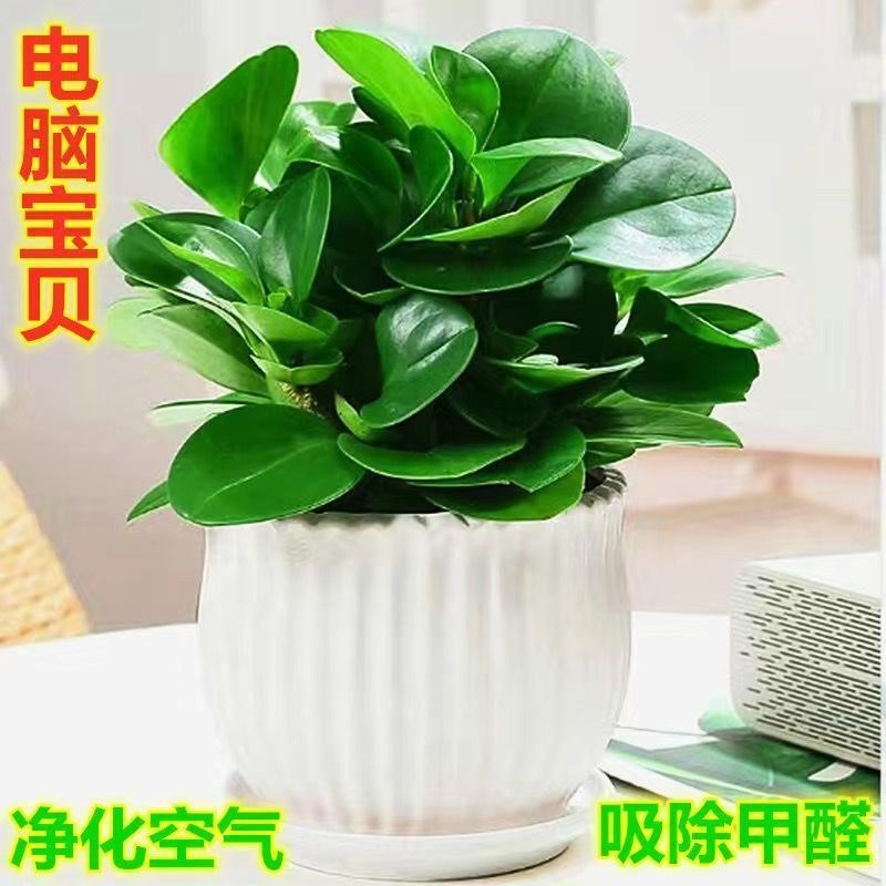 사계절 녹색 화분, 에버그린, 공기 정화, 간접흡연, 포름알데히드 제거, 실내 탁상 화분, 녹색 식물, 컴퓨터