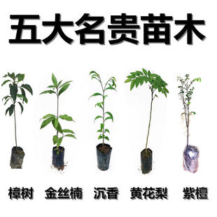 正宗奇楠沉香|黃花梨紫檀金絲楠香樟樹苗庭院名貴帶土帶葉