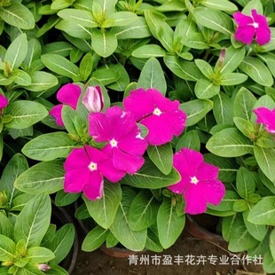 �������l�L���� �ļ��_���� ������[���^�r���������Gֲ����
