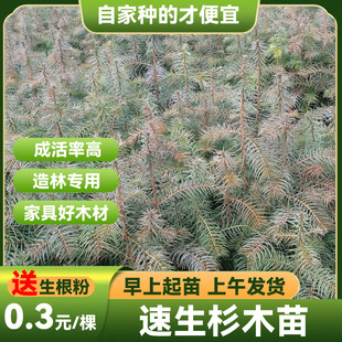 一年生良种速生优质杉木苗刺杉树沙木树苗绿化造林苗地栽红心杉-阿里巴巴