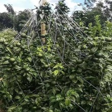 ���ٵ����W�ָ̓ι��Wɳ�ǽے���W�r�÷Nֲ���پW�S�����l�ι�