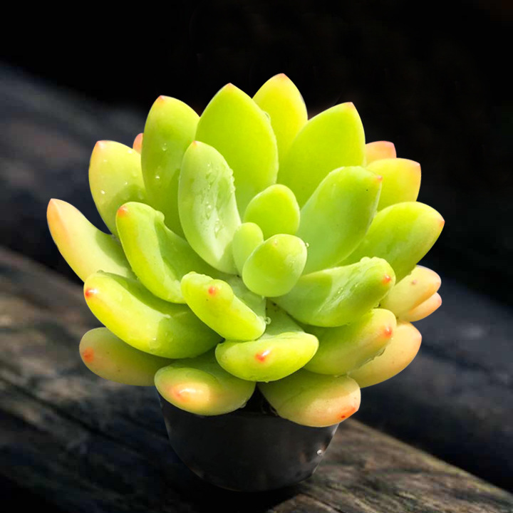 春萌 新手多肉植物组合小盆栽花园办公绿植美观阳台趣味|ms