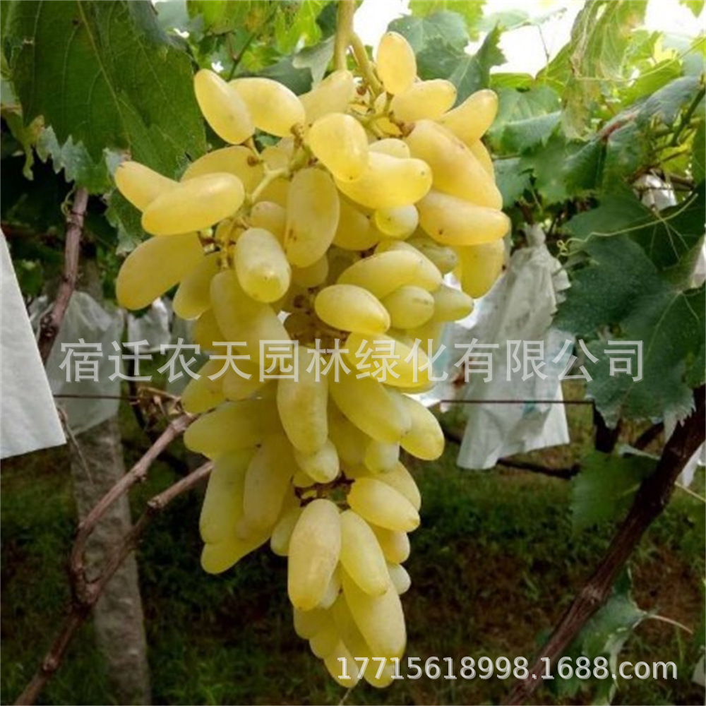 金手指黄金阳光十三玫瑰葡萄树苗果树果苗爬藤葡萄树种植当年结果