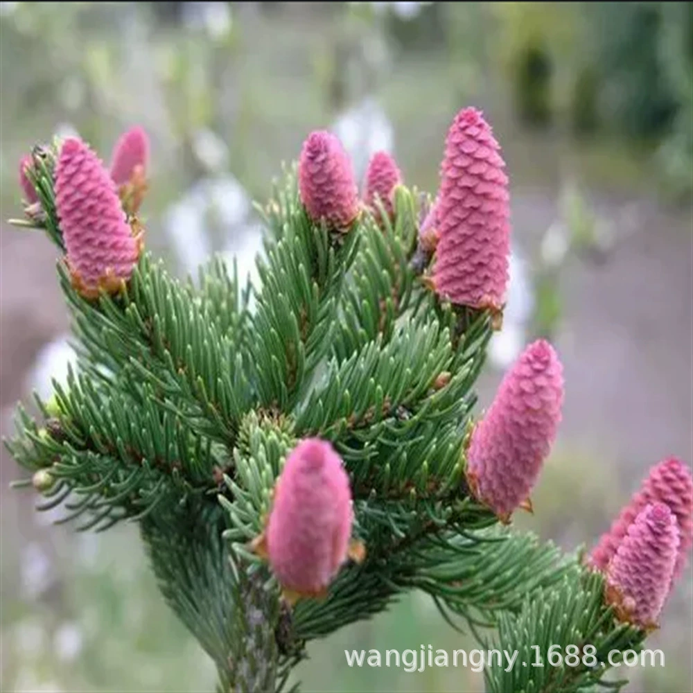 Северо-Восточная Корейская сосна Рассада Сосновое дерево Вечнозеленая сосна Рассада Бразилия Кедровый орех Рассада Плоды года