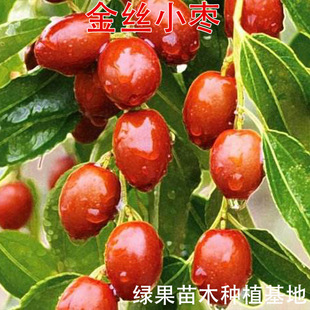 �޽ӗ����� ��zС���� ��������� �t�� �ۗ� ��zС������ ����