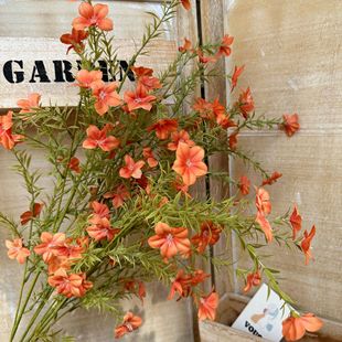 ˮ�ǻ�СҰ�����滨�b���Ҿӻ��Ľ���ܛ�b��ˇ��c�ٻ�