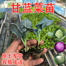 �G���{���������Ĳ�С����ţ���ϸ��{�A�ײ˴��^���Ĳ��ͺ�����