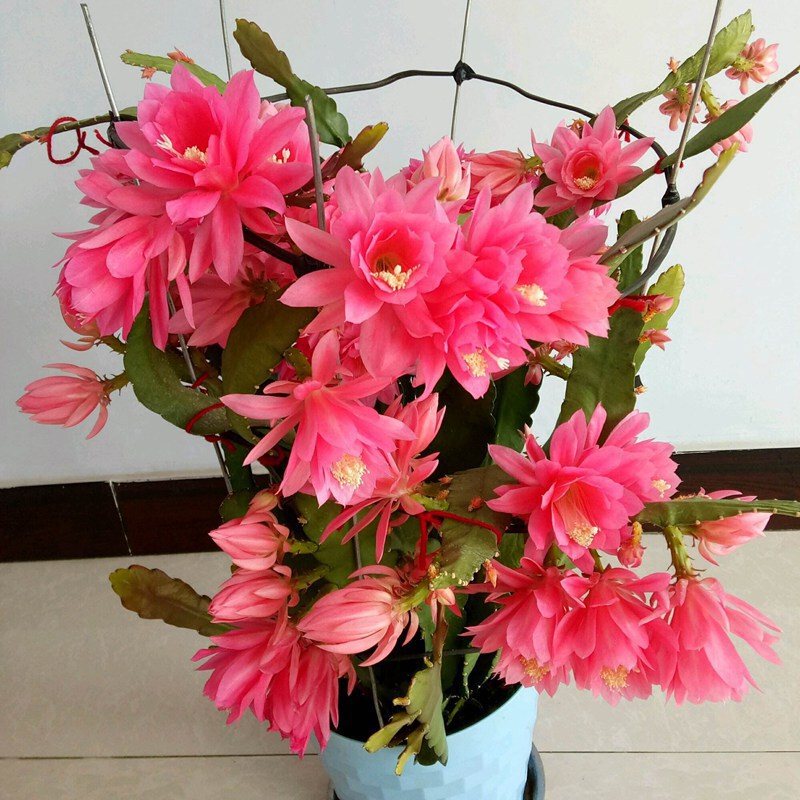 Hibiscus with Roots, Potted Flower Seedlings, Indoor and Outdoor Flower Plants, Succulent Balcony Ornamental Double Petals for Sale, Grafted Branches