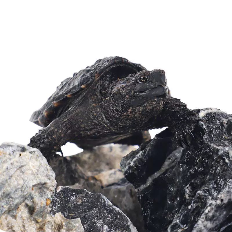 North American small snapping turtle seedlings, live pet turtle ornamental turtle, mixed Buddha, carnivorous turtle, water turtle, ferocious small Qimei business store