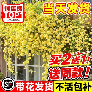 �Sľ�㻨������ֲ�ﻨ���ذ��ľ������Nޱ�ļ��_��ͥԺ��������