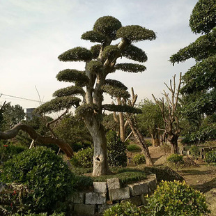 ���Ի���ֱ���ܘ� �G�������ܘ����l �e���@�ֵ�·�^�p�ܘ�