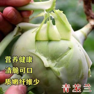 ��������m�N�������{�߲��r�Ҵ����׷N�߲˷N�ѽ��m�^���{