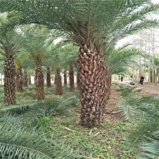 Southern Middle East Sea Dates Grafted 5m Rods Palm Tree Base Offer Silver Sea Dates Farmers Wholesale
