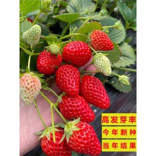 Family Balcony Potted Plants Are Easy to Live in All Seasons, Cream Red Strawberry Seeds, Large Strawberry Seeds, White Strawberry Seeds, Autumn and Winter