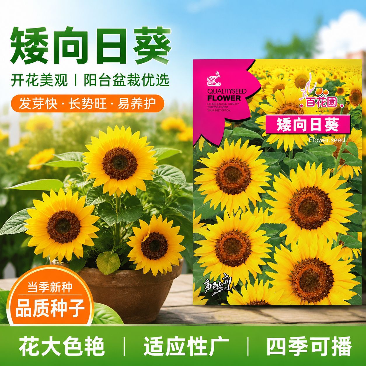 Dwarf sunflower seeds for year-round potted ornamental plants, easy-to-grow dwarf flower seeds for garden and balcony