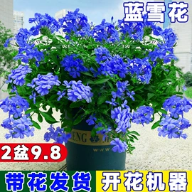盆栽;种子;花盆容器