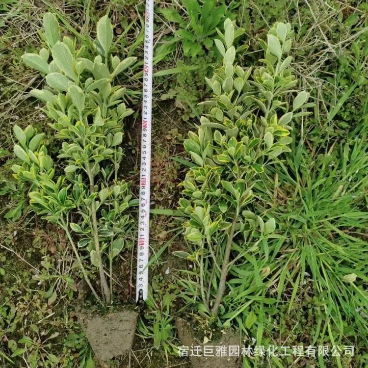 Пномпень Восточные зеленые саженцы Уличное озеленение Саженцы самшита в чашках Полные характеристики Саженцы самшита Пномпень