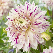 lݻӴNӶN׻ͥԺļ