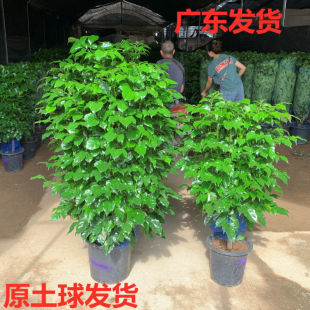 Happy Tree Potted Large Green Plant Single Pole Shape Green Treasure Peace Tree Indoor Formaldehyde-Absorbing Office Living Room Plant