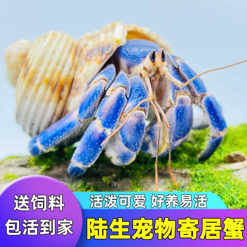 Питомец-краб Lu Shengzhuo, живой пресноводный, клубничный короткошнуровый, фиолетово-серый, доставка, тёмно-фиолетовый декоративный краб, неприхотливый питомец