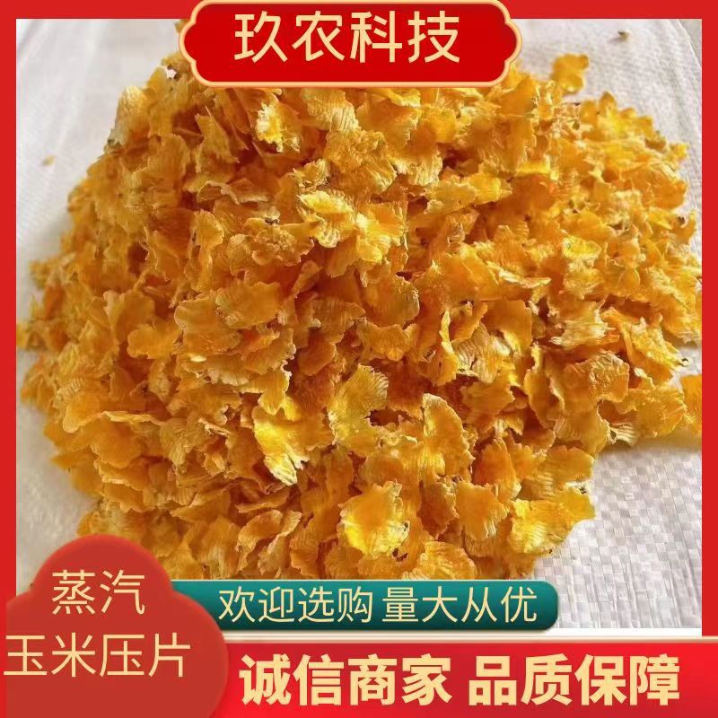 大量供应蒸汽玉米压片 熟化易吸收 牛羊育肥养殖饲料添加压片玉米