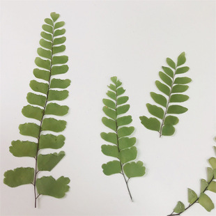 Fan leaf Adiantrum plant sticker dried flower decorative frame diy handmade flower scented candle material embossed